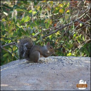 Associate Justice of the Supreme Court of Squirrels, grey squirrel William B. Woods, sitting on a big rock eating seeds