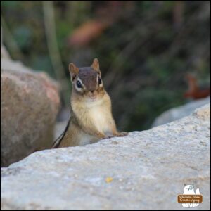 A chipmunk standing up behind a rock to see if it's safe to come out of hiding in order to get snacks on the top of the rock.