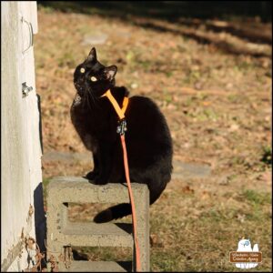 Black cat Gus is sitting on a cinder block at the front door of the small, old well house where some of the red squirrels live. Gus has his head tilted as he focuses on the door handle and lock. It's sunny and his fangs are easily seen.