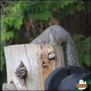 adult grey squirrel with its head down a hole on top of a cedar tree stump to dig out more peanuts and seeds. The squirrel's head can't be seen.