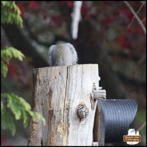 adult grey squirrel with its head down a hole on top of a cedar tree stump to dig out more peanuts and seeds. The squirrel's head can't be seen.