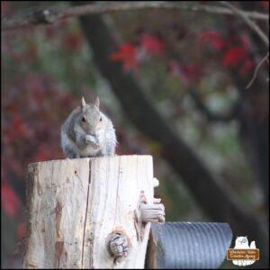 adult grey squirrel eating peanuts on top of a cedar tree stump