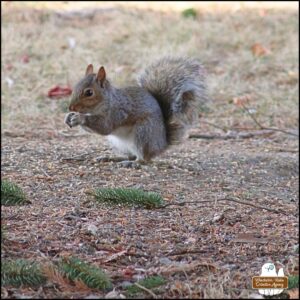 a grey squirrel with a seed in its hands standing on hind legs on the ground