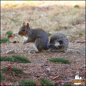 a grey squirrel with a seed in its hands standing on hind legs on the ground