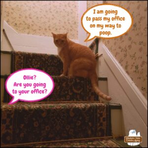 orange tabby with white bib, Oliver, sitting on carpeted staircase. Pink lettered word balloon (Amber): Ollie? Are you going to your office? Pumpkin colored word balloon (Ollie): I am going to pass my office on my way to poop.