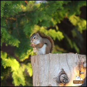 adult red squirrel eating peanuts on top of a cedar tree stump