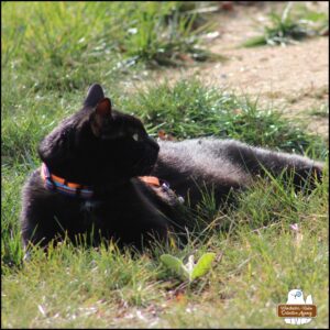 black cat Gus lying and resting in the grass comfortably