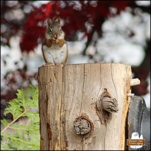 a red squirrel eating a snack on top of a cedar tree stump