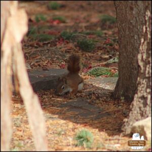 a small red squirrel on the pine needle covered ground