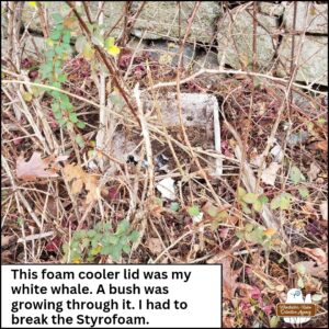 a styrofoam cooler lid entangled in bushes and vines on the embankment of the road. caption: This foam cooler lid was my white whale. A bush was growing through it. I had to break the Styrofoam.