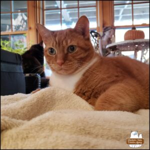 orange tabby with white bib and green eyes, Oliver, on a table "protecting" a towel; in the background, black cat Gus looks out a window