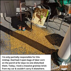 The floor of a back porch with a couple metal chairs, empty coffee cans, and an overturned large bag of deer corn. Barely visible in the shot is a square "brick" of corn and grains for wildlife. The corn was dumped and covers the floor. caption: I'm only partially responsible for this mishap. Dd had 2 open bags of deer corn on the porch & for days no one disturbed them. Today, I took a massive grainiac brick from my car and couldn't carry it elsewhere.