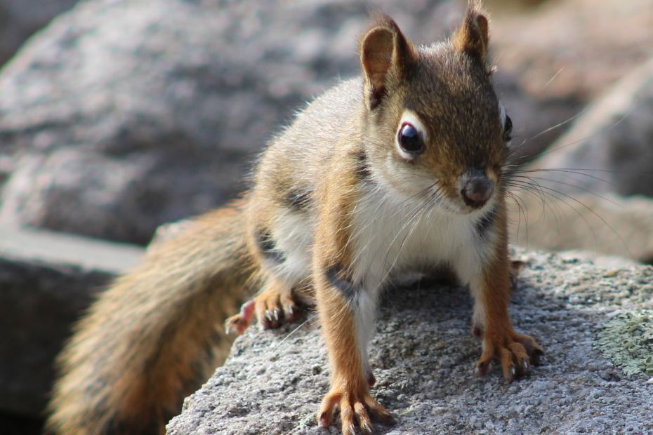 baby red squirrel with apparent injuries sitting on rocks looking at the camera