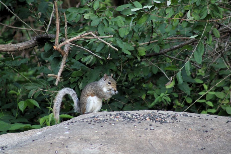 Associate Justice of the Supreme Court of Squirrels, grey squirrel William B. Woods, sitting on a big rock eating seeds