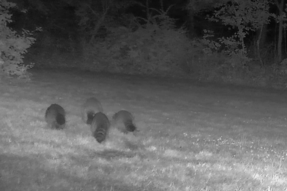 larger raccoon, mother Big Baby Pudding-snatcher leads her three growing babies away from the camera (black and white night trailcam photo)