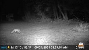 Vivica B. Fox at night caught on trailcam. She's focused on her dead prey on the ground. El Diablo is hiding back there.