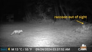 Vivica B. Fox at night caught on trailcam. She's looking into the woods from the clearing. El Diablo is hiding back there.