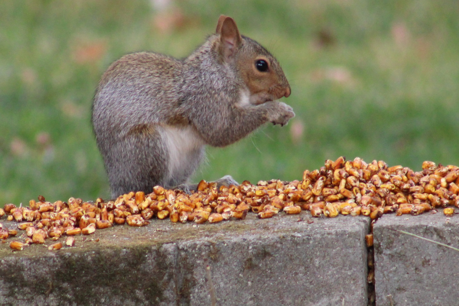 an eastern grey squirrel sitting up and using its front hands to eat deer corn which all around this squirrel where it sat on top of the garden wall