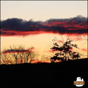 bold, high contrast, not enhanced, top of trees silhouetted against the sunrise where the grey clouds have bright red sunlight coloring the underside.