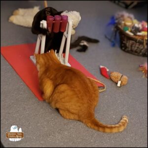 Gus spinning the test tube shaped treat holders of the puzzle game while Ollie waits on the other side for the treats to come out.