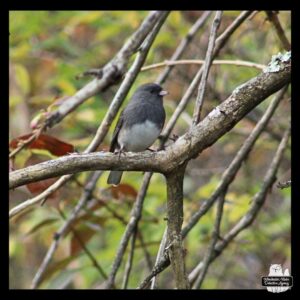 dark grey bird with white belly, dark-eyed junco, perched on a bare branch in a bush.