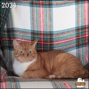 Oliver (ginger and white tabby cat) in "loaf" posture on a chair covered with a red, white, and green plaid blanket.