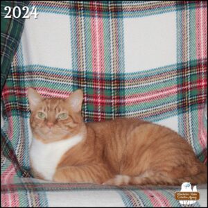 Oliver (ginger and white tabby cat) in "loaf" posture on a chair covered with a red, white, and green plaid blanket.