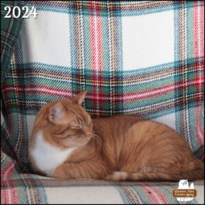 Oliver (ginger and white tabby cat) with his eyes closed in "loaf" posture on a chair covered with a red, white, and green plaid blanket.