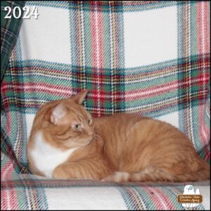 Oliver (ginger and white tabby cat) looking to his left in "loaf" posture on a chair covered with a red, white, and green plaid blanket.