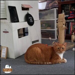 orange tabby with white bib and mittens, Oliver Winchester, lying down next to his scratching post and multi level cardboard office