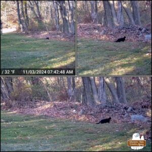 November 3, 2024 collage top left: trail camera image in daylight showing the tuxedo stray cat walking at the edge of the yard that borders the woods. top right: the stray cat stopped at a space where it's easier to walk into the woods to the area of fallen trees (great for hunting critters). bottom: horizontal picture of the stray tuxedo at the edge of the woods.