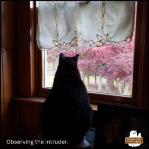 interior bedroom; black cat Gus looking out a window at the tuxedo stray invading his space. caption: observing the intruder.