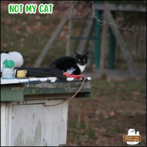 green letters: Not My Cat the beautiful stray tuxedo cat on top of the old well house where the little red squirrels live. It was observed watching for birds and the squirrels.