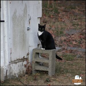 The beautiful tuxedo cat sitting alert on top of the cinder block in front of the old well house where the squirrels live.