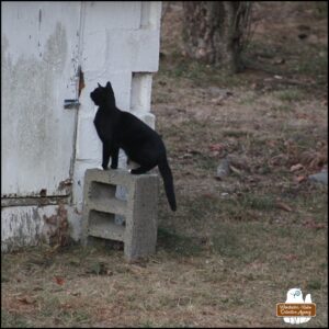 The beautiful tuxedo cat is standing and alert on top of the cinder block in front of the old well house where the squirrels live. It's looking through the hole to the side of the door handle and lock.