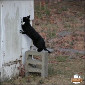 The beautiful tuxedo cat is standing and alert on top of the cinder block in front of the old well house where the squirrels live. It's reaching its left arm through the hole to the side of the door handle and lock trying to get a squirrel.