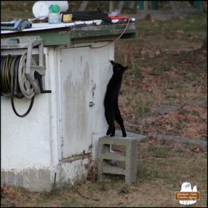 The beautiful tuxedo cat on the cinder block is standing on its back legs and reaching up on the side of the old well house where the squirrels live and listening to the sounds coming from inside.