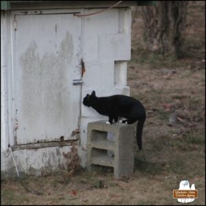 The beautiful tuxedo cat is squatting and alert on top of the cinder block in front of the old well house where the squirrels live. It's looking at the crack of the door.