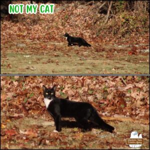 green text on top: "Not My Cat" top: a side view of the pretty stray tuxedo cat at the edge of the woods where the ground is covered in dead leaves of November 9, 2024. bottom: zoomed in on the cat as it looks in the direction of the camera.