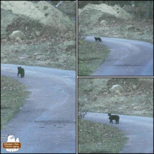 collage left side: back side view of the tuxedo walking up the private road on the neighbors' property. right top: the tuxedo stray is at the bend in the road right bottom: zoomed in on the tuxedo stray when it paused to look back at me (the camera) making it undeniable which roaming cat this was.