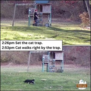 collage top: grainy trail camera photo of Amber at Fort Winchester setting the cat trap. caption: 2:26 pm Set the cat trap. 2:53pm Cat walks right by the trap. bottom photo: trail camera image showing the tuxedo cat walking right in front of Fort Winchester.