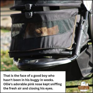 orange and white tabby Ollie in his buggy as the sun warms his face, he closes his eyes. caption: That is the face of a good boy who hasn't been in his buggy in weeks. Ollie's adorable pink nose kept sniffing the fresh air and closing his eyes.