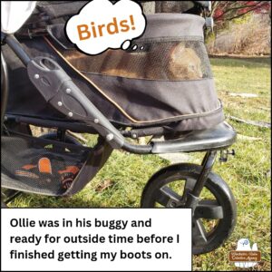 orange and white tabby Oliver in his buggy thinking about the birds he's watching; caption: Ollie was in his buggy and ready for outside time before I finished getting my boots on.