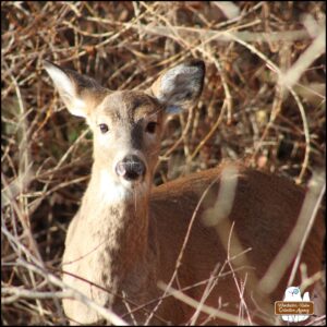 close up of the fawn, Simona, who is less than a year old, paused eating to look up at the camera on the other side of the barrier of bushes and rocks.