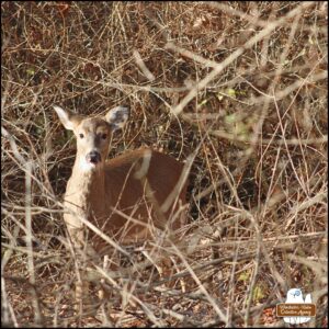 close up of the fawn, Simona, who is less than a year old, paused eating to look up at the camera on the other side of the barrier of bushes and rocks.