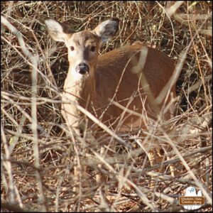 close up of the fawn, Simona, who is less than a year old, paused eating to look up at the camera on the other side of the barrier of bushes and rocks.