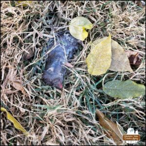 a northern short-tailed shrew frozen to death held in the dead grass near a few leaves and the body on its side covered in frost.