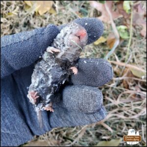 a northern short-tailed shrew frozen to death held in the gloved hand of Amber showing the belly side with pink feet and the body covered in frost.