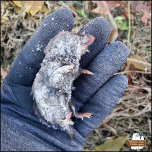 a northern short-tailed shrew frozen to death held in the gloved hand of Amber showing the right side of the body covered in frost.