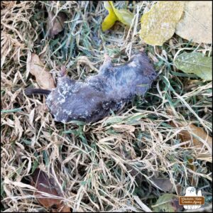 a northern short-tailed shrew frozen to death held in the dead grass near a few leaves and the body on its side covered in frost.